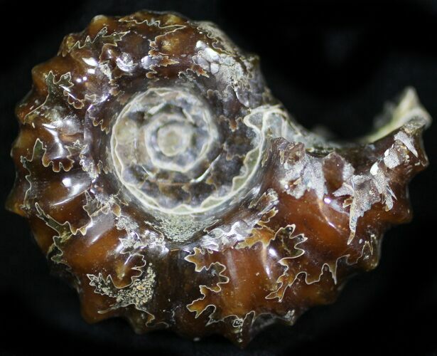 Polished, Agatized Douvilleiceras Ammonite - #29296